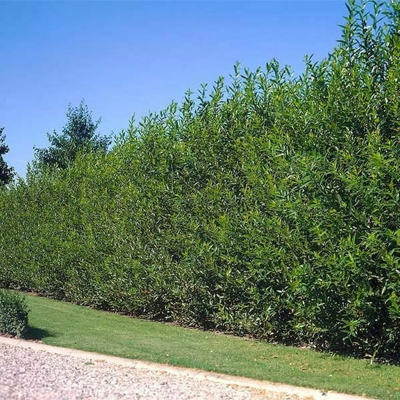 Hybrid Willow Trees - Privacy Trees of Shade, Fast Growing Trees (50 Trees)