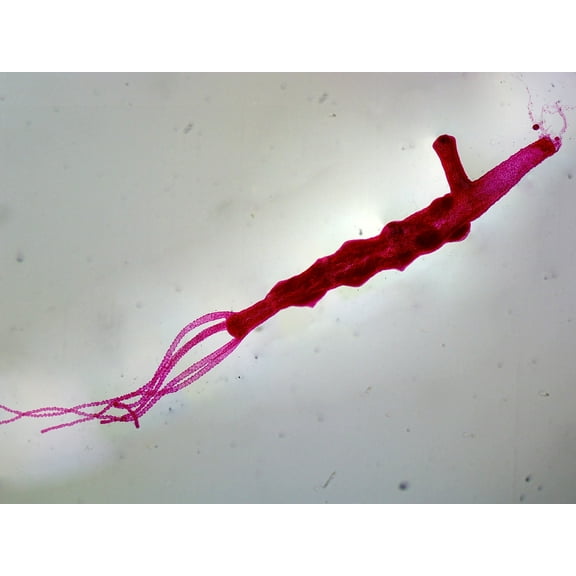 Hydra Adult with Bud; Whole-mount by Go Science Crazy