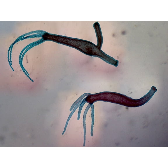 Hydra Adult with Bud and Hydra Adult without Bud; Whole-mount by Go Science Crazy