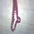 thumbnail image 1 of Hydra, Longitudinal Section - Prepared Microscope Slide - 75 x 25mm - Biology & Microscopy - Eisco Labs, 1 of 3