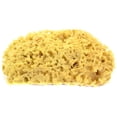 thumbnail image 1 of Hydra  Natural Sponges, 1 of 3