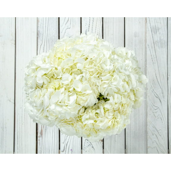 Hydrangea 18 in White Fresh Cut 10 Stems Flowering Plant, Full Sun/Partial Shade