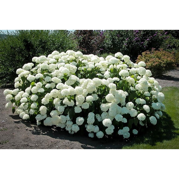 Hydrangea 'Annabelle'- White Hydrangea- Live STARTER Plant 6-12"- FREE SHIPPING!!!
