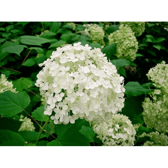 Hydrangea Arborescens Annabelle - 2.5 Inch Starter Plant