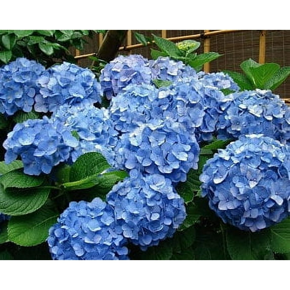 Hydrangea Arborescens Blue - 2.25 Inch Starter Plant