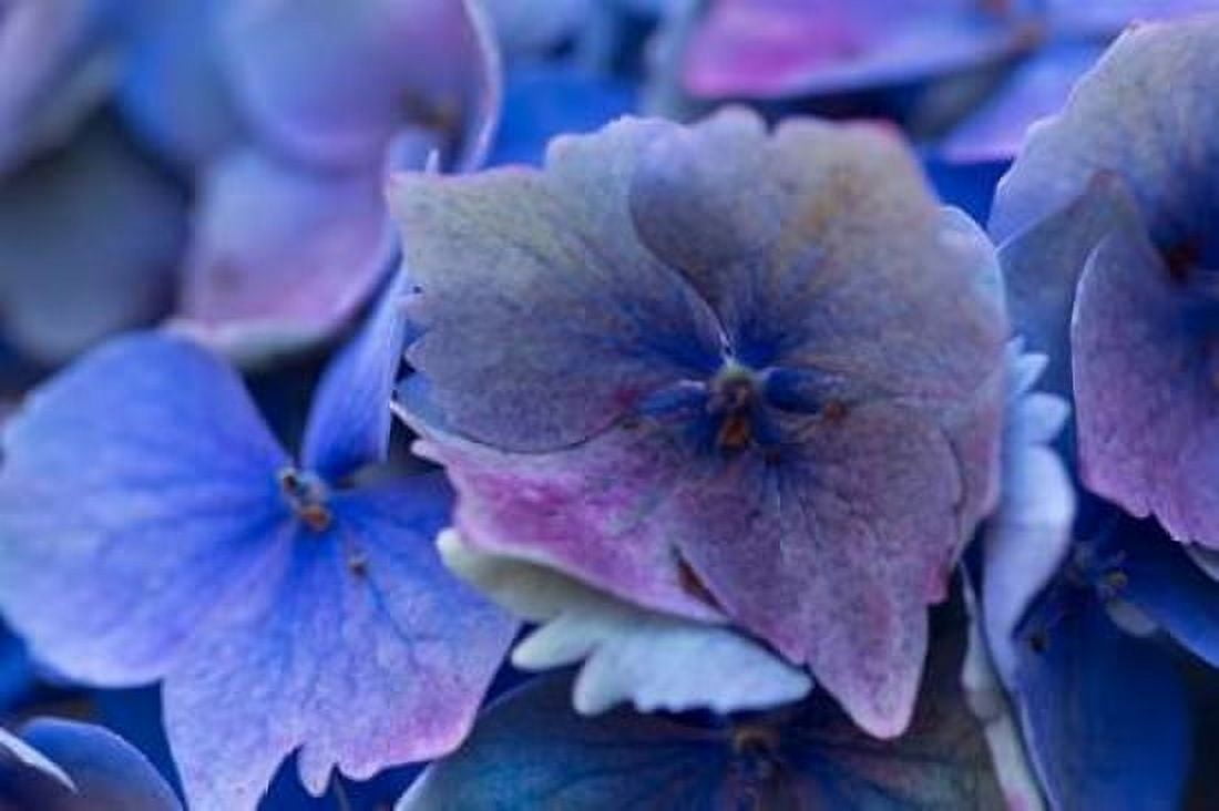 Hydrangea Blue IV Canvas Art - Rita Crane (24 x 36)