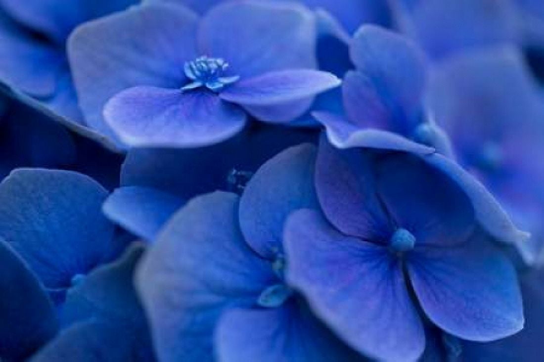 Hydrangea Blues I Canvas Art - Rita Crane (24 x 36)