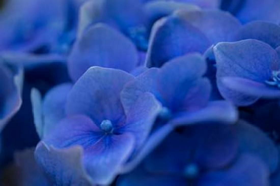 Hydrangea Blues II Canvas Art - Rita Crane (12 x 18)