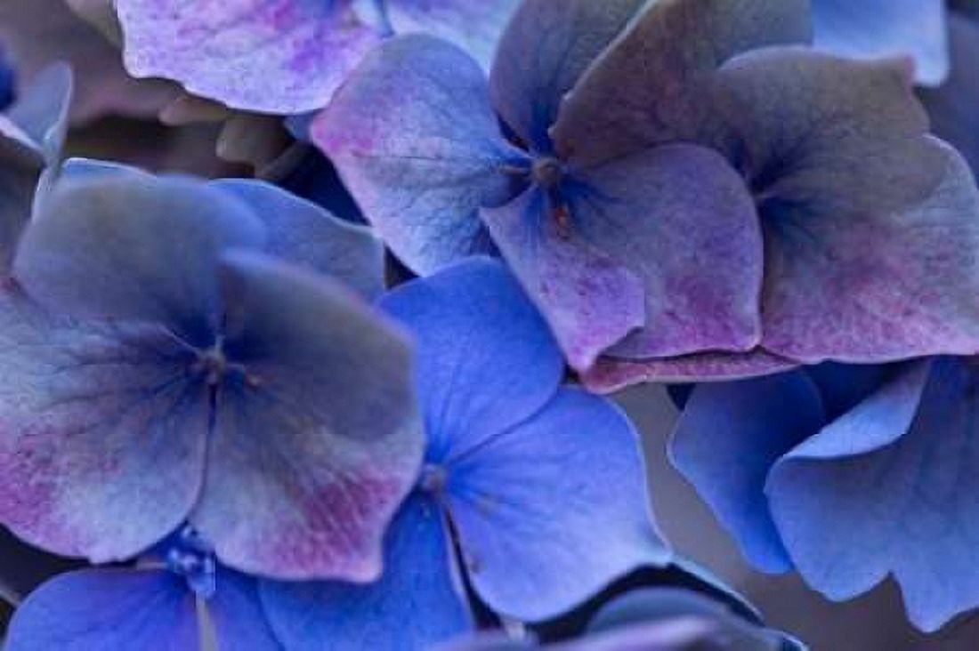 Hydrangea Blues III Canvas Art - Rita Crane (24 x 36)