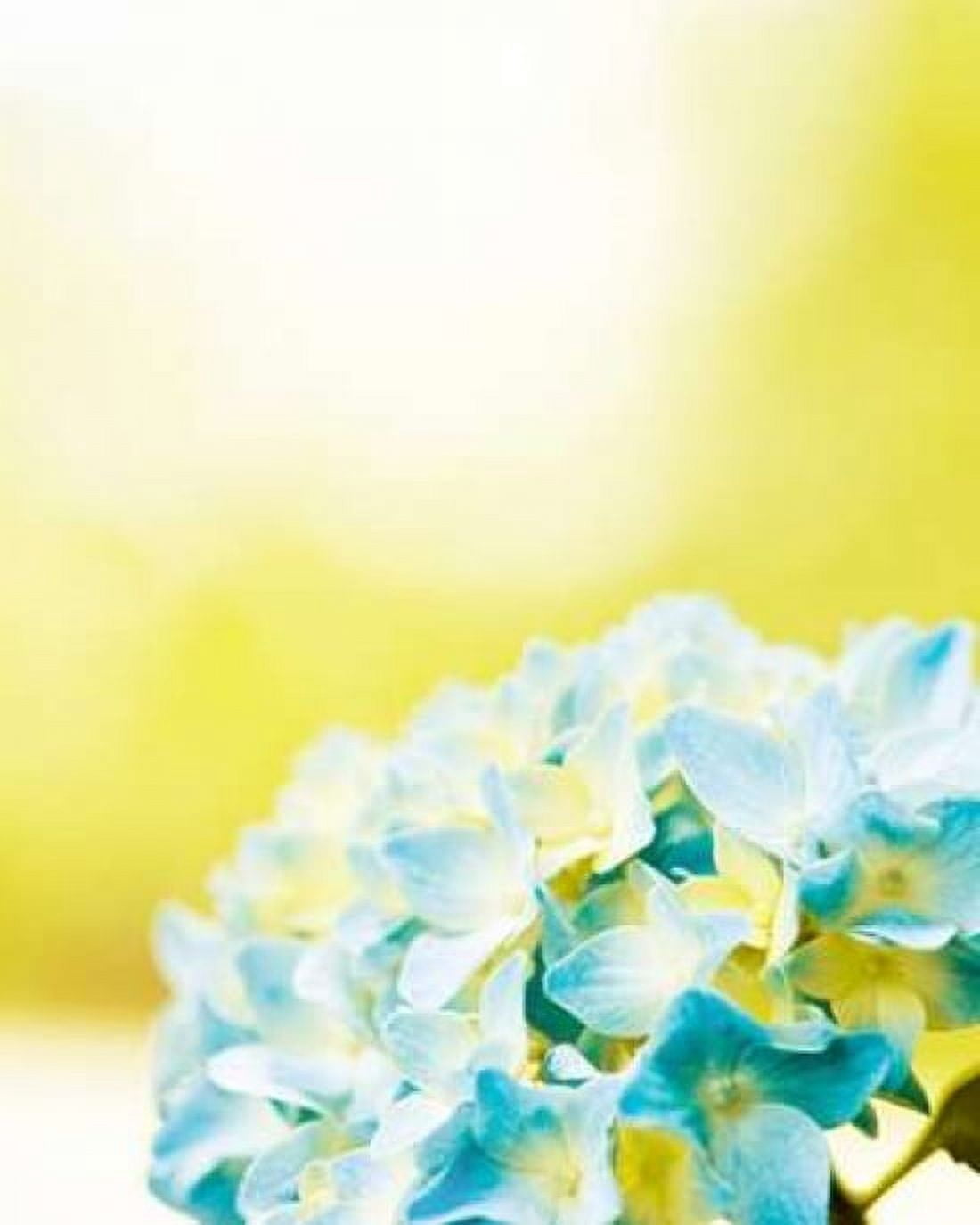 Hydrangea Canvas Art - Carolyn Cochrane (24 x 30)