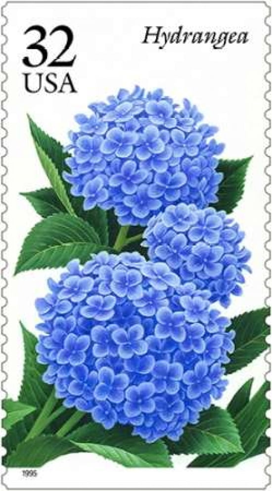Hydrangea Canvas Art - US POSTAL SERVICE (24 x 36)