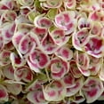 thumbnail image 1 of Hydrangea-Cityline-Mars - QT Pot (Shrub), 1 of 8