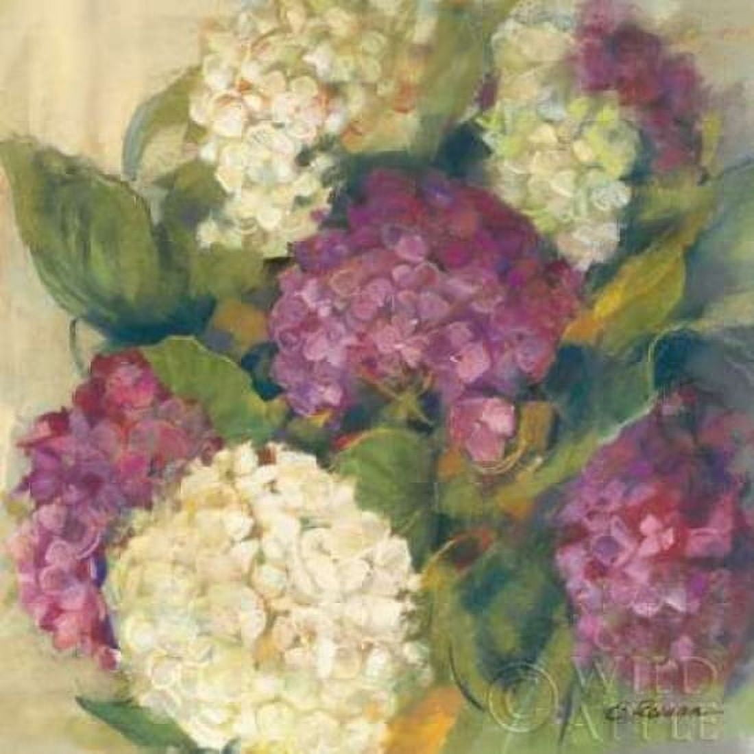 Hydrangea Delight I Canvas Art - Carol Rowan (24 x 24)