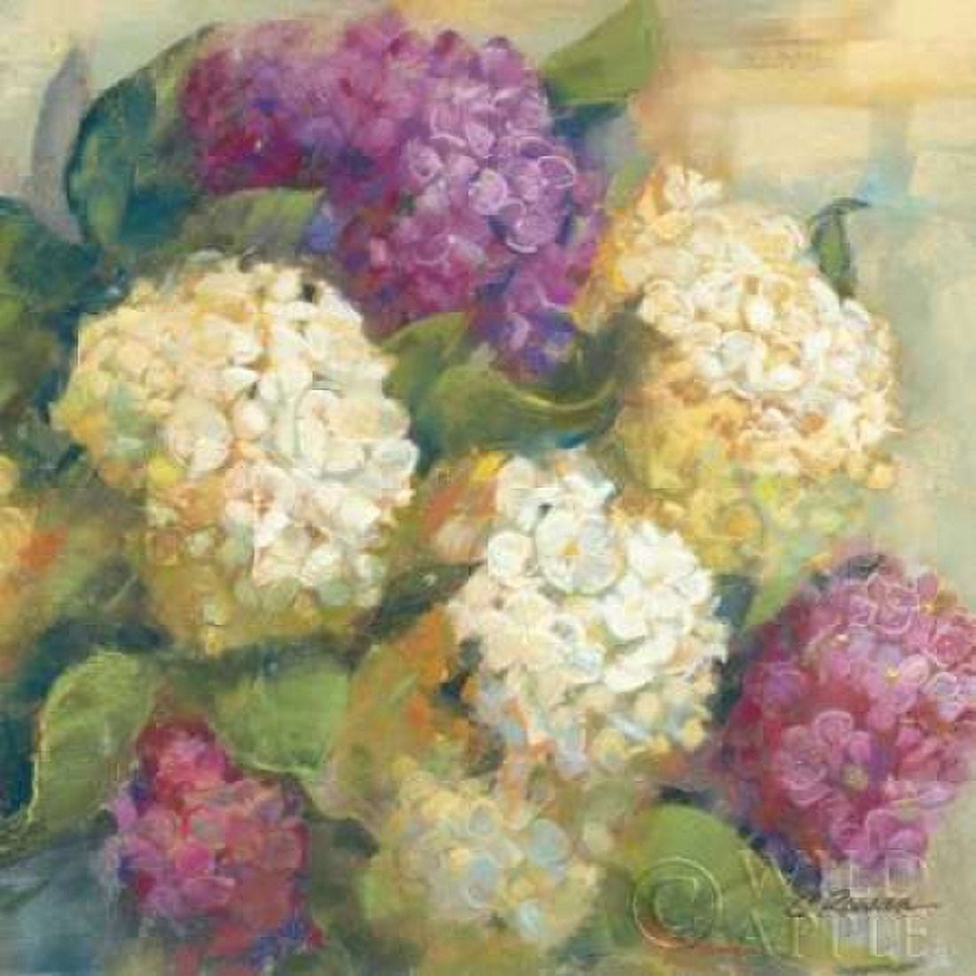 Hydrangea Delight II Canvas Art - Carol Rowan (24 x 24)