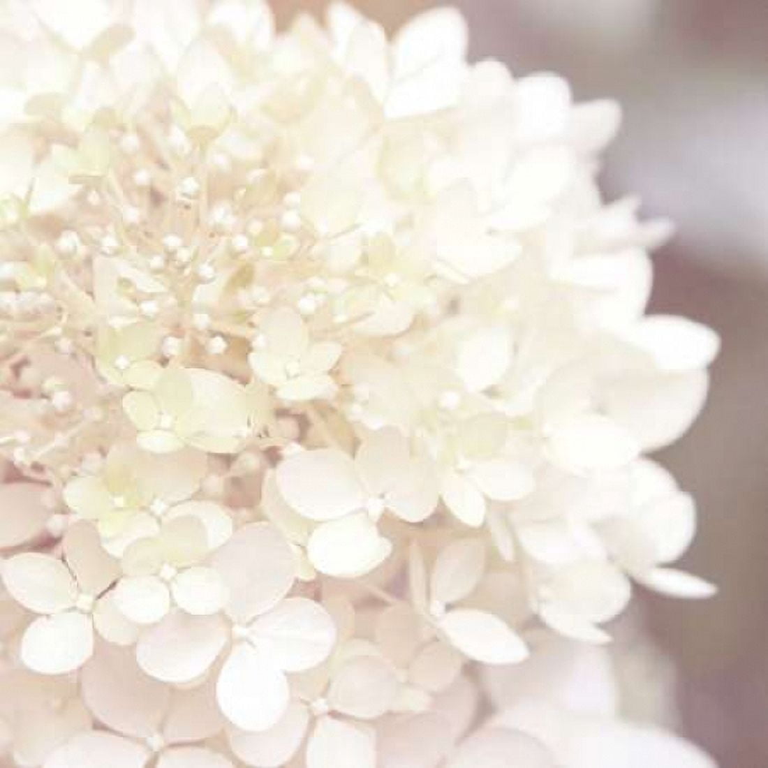 Hydrangea Dream I Canvas Art - Laura Marshall (24 x 24)