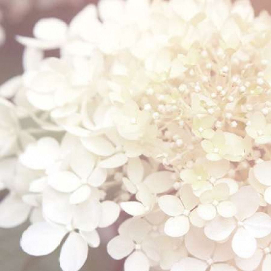 Hydrangea Dream II Canvas Art - Laura Marshall (24 x 24)