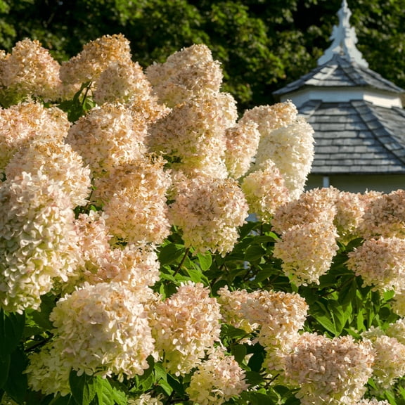 Hydrangea Grandiflora (PG Hydrangea) Live Shrub 2 Gallon