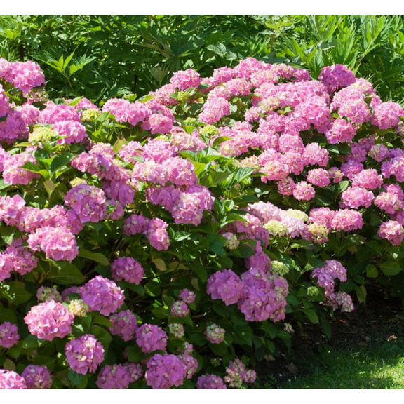 Dooley Hydrangea Reblooming Blue or Pink Mophead Flowering Shrub