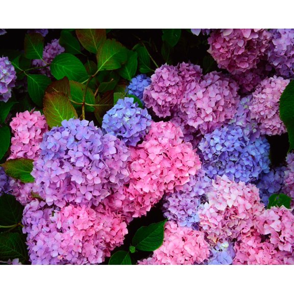 Hydrangea Macrophylla by The Irish Image Collection / Design Pics