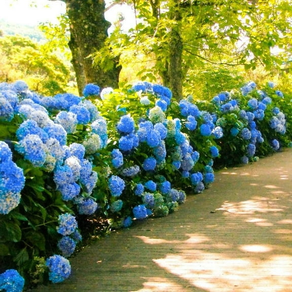 Hydrangea Nikko Blue  1 Extra Large 3 Gallon Plant  Hydrangea macrophylla  Vibrant Bloom Color  Garden Favorite