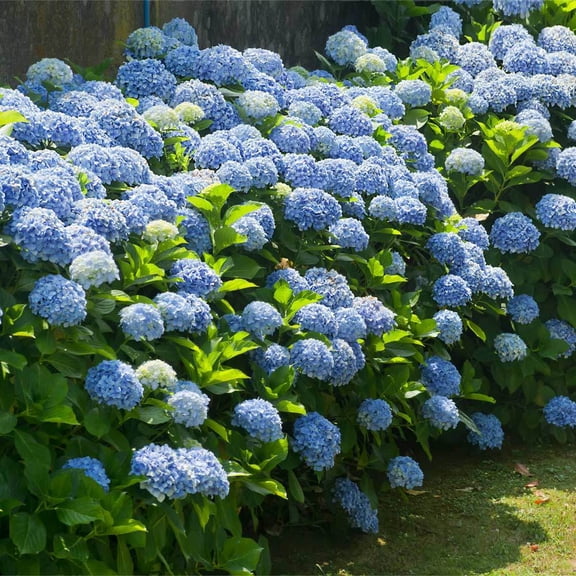 Hydrangea 'Nikko Blue' - Mop Hydrangea- Live Start Plant