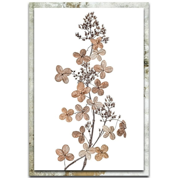 Hydrangea Paniculata Distressed Frame