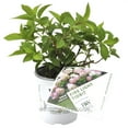 thumbnail image 1 of Hydrangea paniculata, Fire Light Tidbit®, Hydrangea - Pot Size: 4.5in - Shrubs, 1 of 4