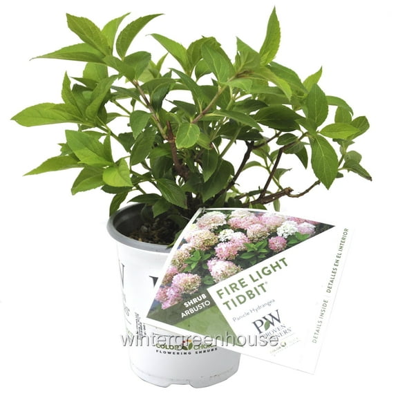 Hydrangea paniculata, Fire Light Tidbit®, Hydrangea - Pot Size: 4.5in - Shrubs