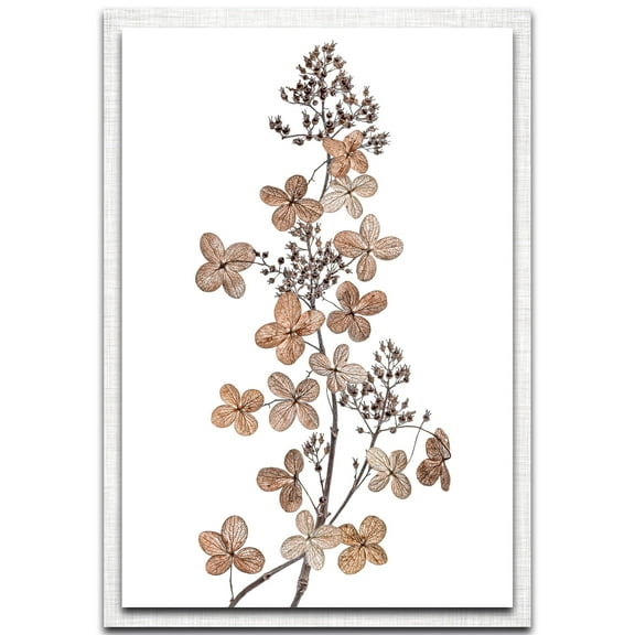 Hydrangea Paniculata Parchment Frame