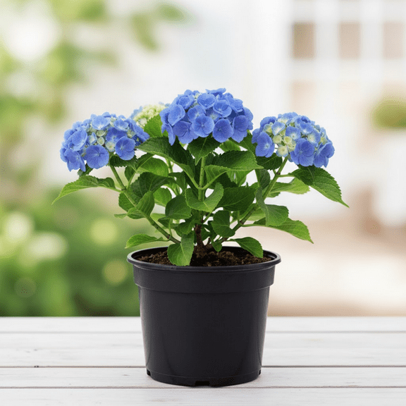 Hydrangea Plant, Blue Hydrangea Tree Live in 2.5 Inches Pot, Vibrant Blue Blooms, Blue Hydrangeas Plant for Patio and Garden Dormant
