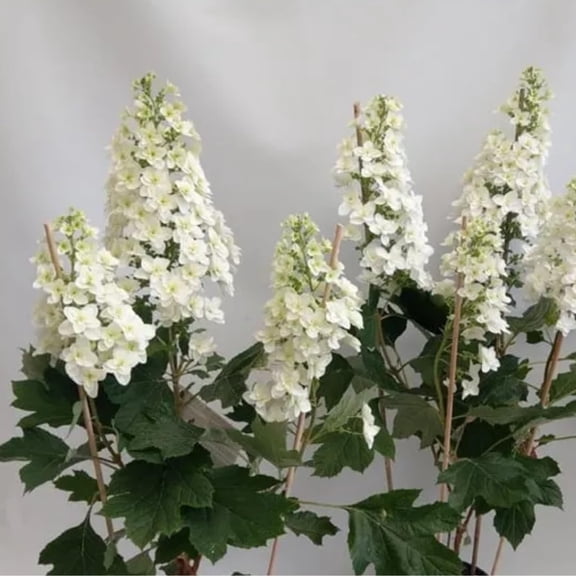 Hydrangea Plant Live Tree Dormant in Winter, Vibrant Color Bloom, 5-11" Well-Rooted Hydrangea Shrub Bush for House Planting Outdoor (Snow)
