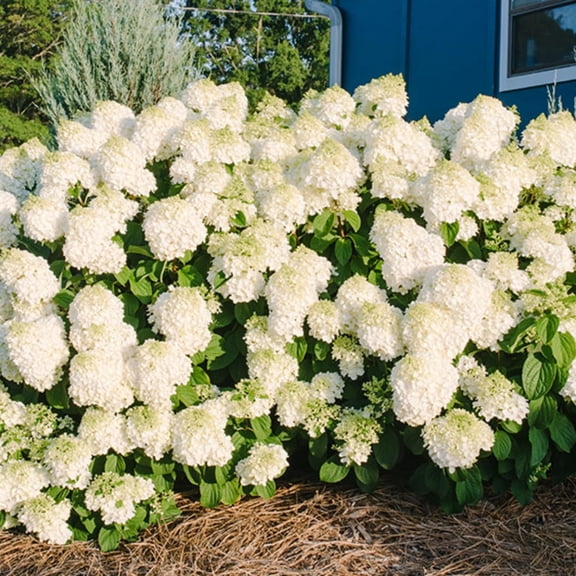 Hydrangea Plant Live Tree Dormant in Winter, Vibrant Color Bloom, 5-11" Well-Rooted Hydrangea Shrub Bush for House Planting Outdoor (White Flower)