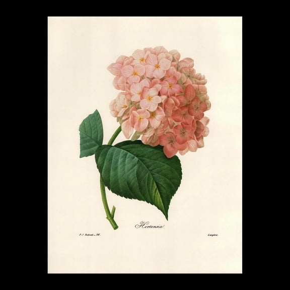 Hydrangea Redoute Botanical Print, Unframed Paper Poster 8x10in