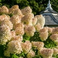 thumbnail image 1 of Hydrangea , Shade Plant for Gardens-Easy Grow-Low Maintenance-Ideal for Beds Borders, Plant Pots & Planters, 1 of 6