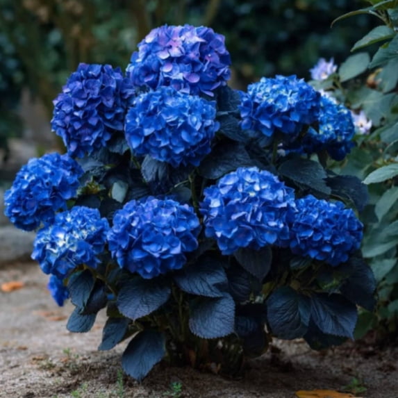 Hydrangea Shrub, Shade Plant for Gardens-Easy Grow-Low Maintenance-Ideal for Beds Borders, Plant Pots & Planters