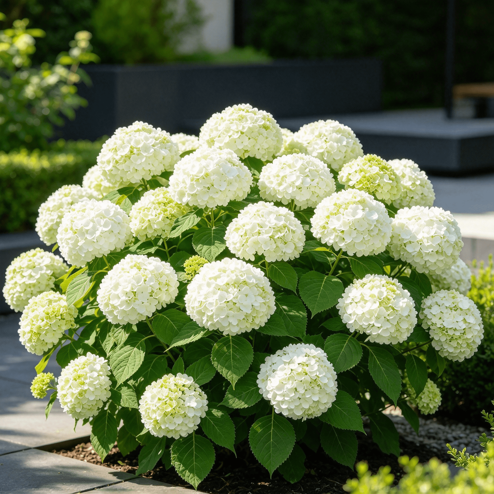 Hydrangea, Shade‑Tolerant Garden Plant, Easy to Grow, Low Maintenance ...
