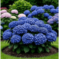 thumbnail image 1 of Hydrangea Shrub, Shade Plant for Gardens-Easy Grow-Low Maintenance-Ideal for Beds Borders, Plant Pots & Planters, 1 of 5