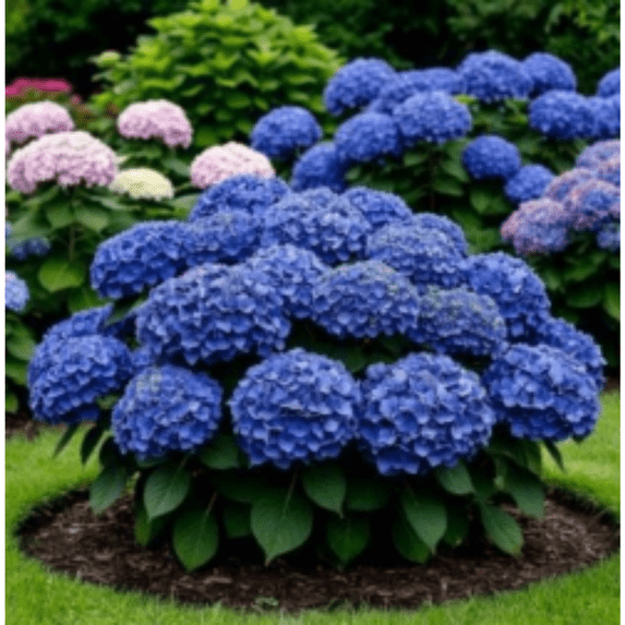 Hydrangea Shrub, Shade Plant for Gardens-Easy Grow-Low Maintenance-Ideal for Beds Borders, Plant Pots & Planters