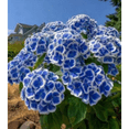 thumbnail image 1 of Hydrangea Shrub, Shade Plant for Gardens-Easy Grow-Low Maintenance-Ideal for Beds Borders, Plant Pots & Planters, 1 of 5