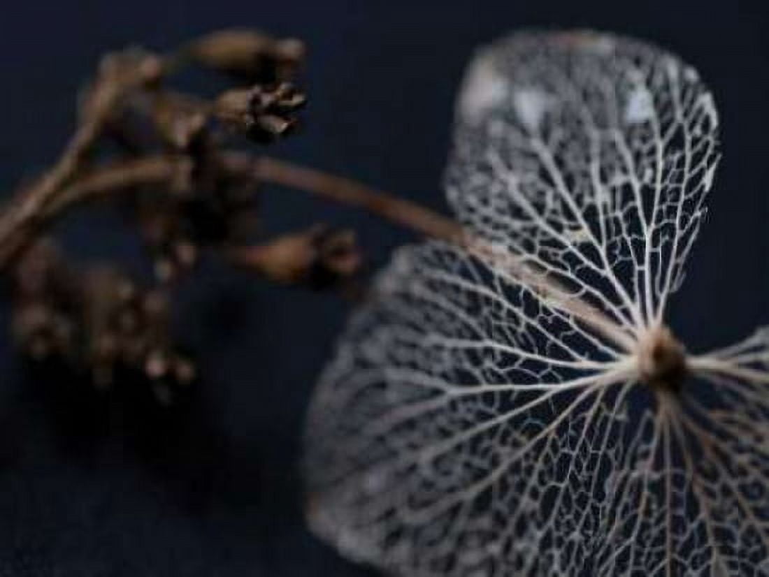 Hydrangea Skeleton II Canvas Art - Erin Berzel (18 x 24)