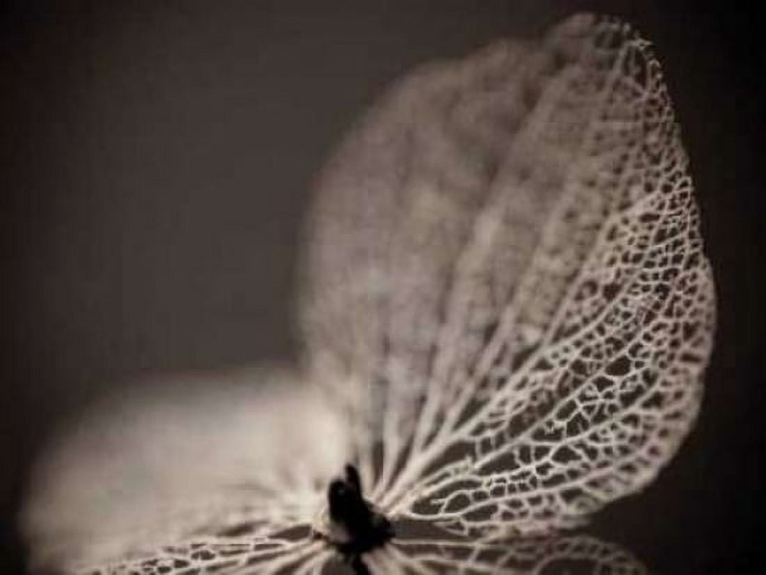 Hydrangea Skeleton III Canvas Art - Erin Berzel (18 x 24)