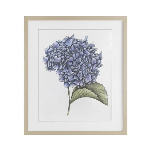 Hydrangea Sketch Blossom Birch Framed Print Under Glass, design by Cecilia Battaini
