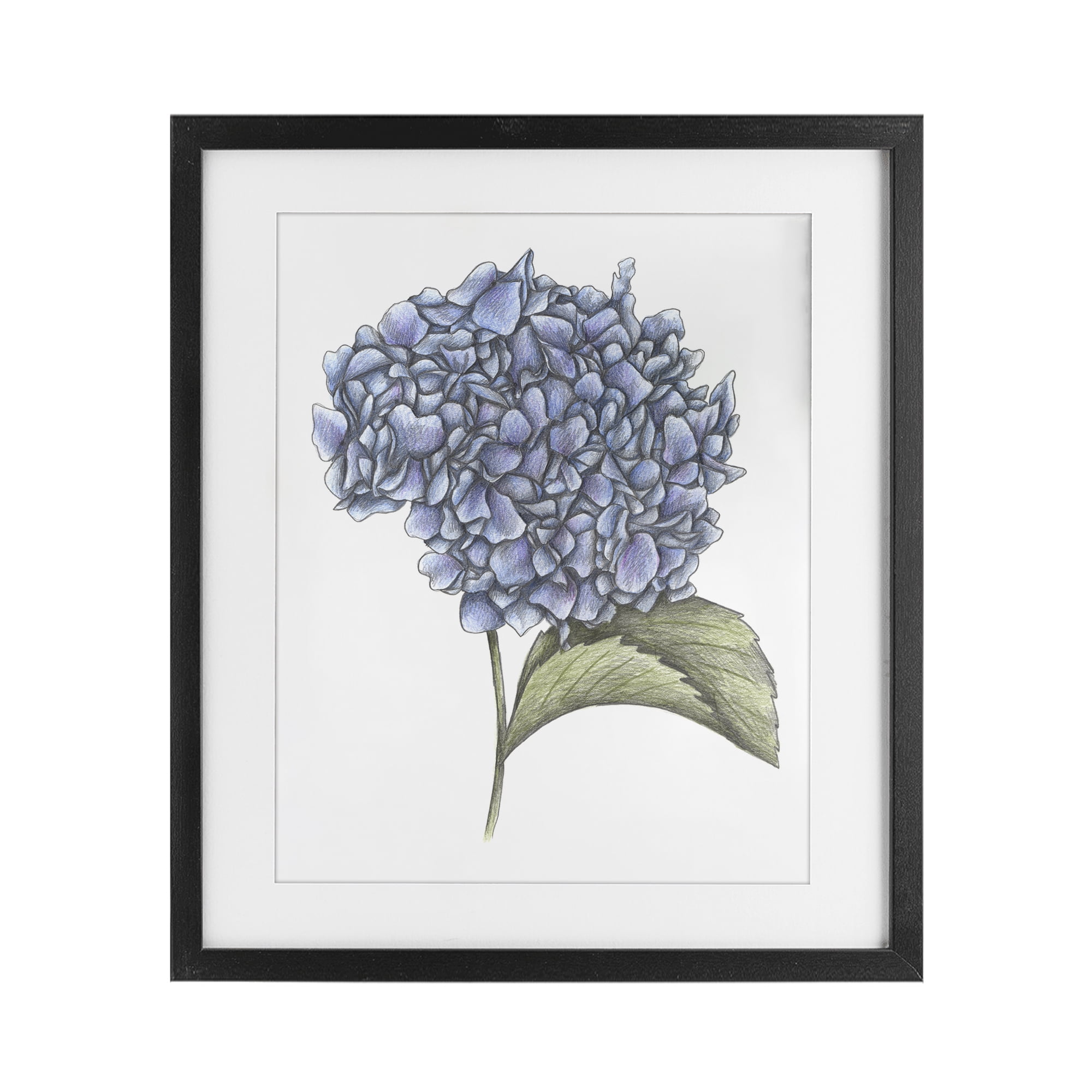 Hydrangea Sketch Blossom Black Framed Print Under Glass, design by Cecilia Battaini