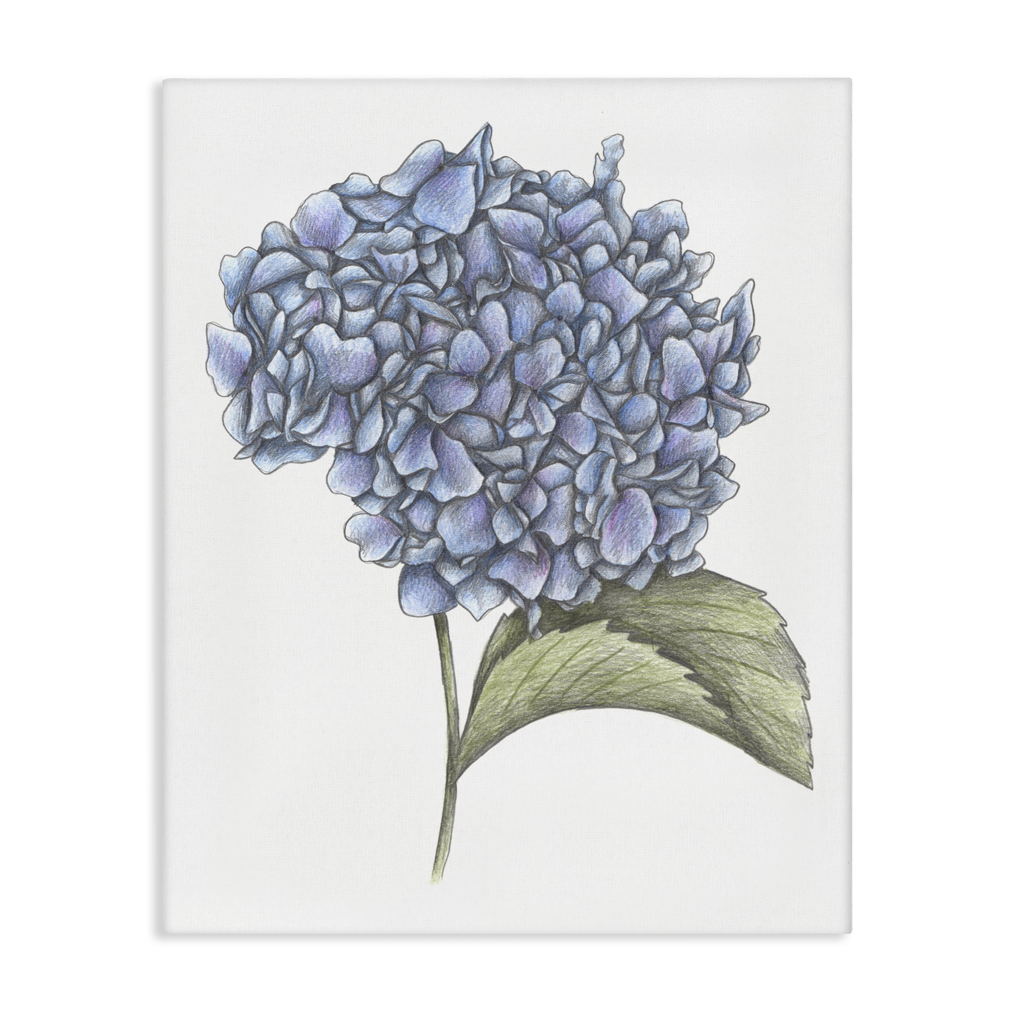Hydrangea Sketch Blossom Canvas Wall Art, design by Cecilia Battaini