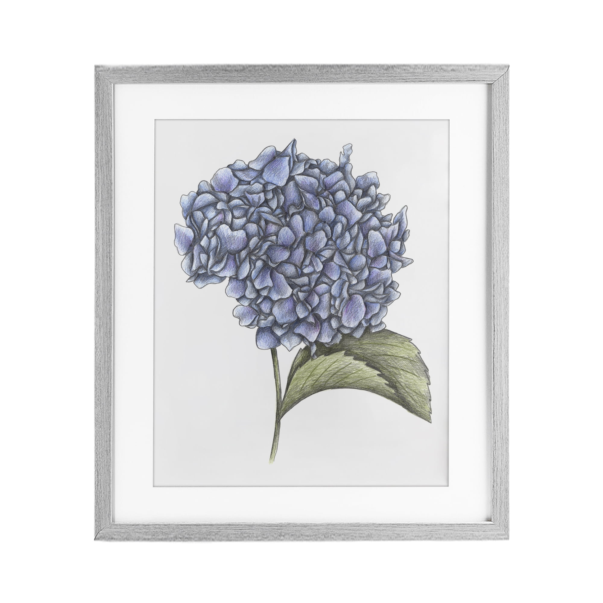 Hydrangea Sketch Blossom Gray Framed Print Under Glass, design by Cecilia Battaini