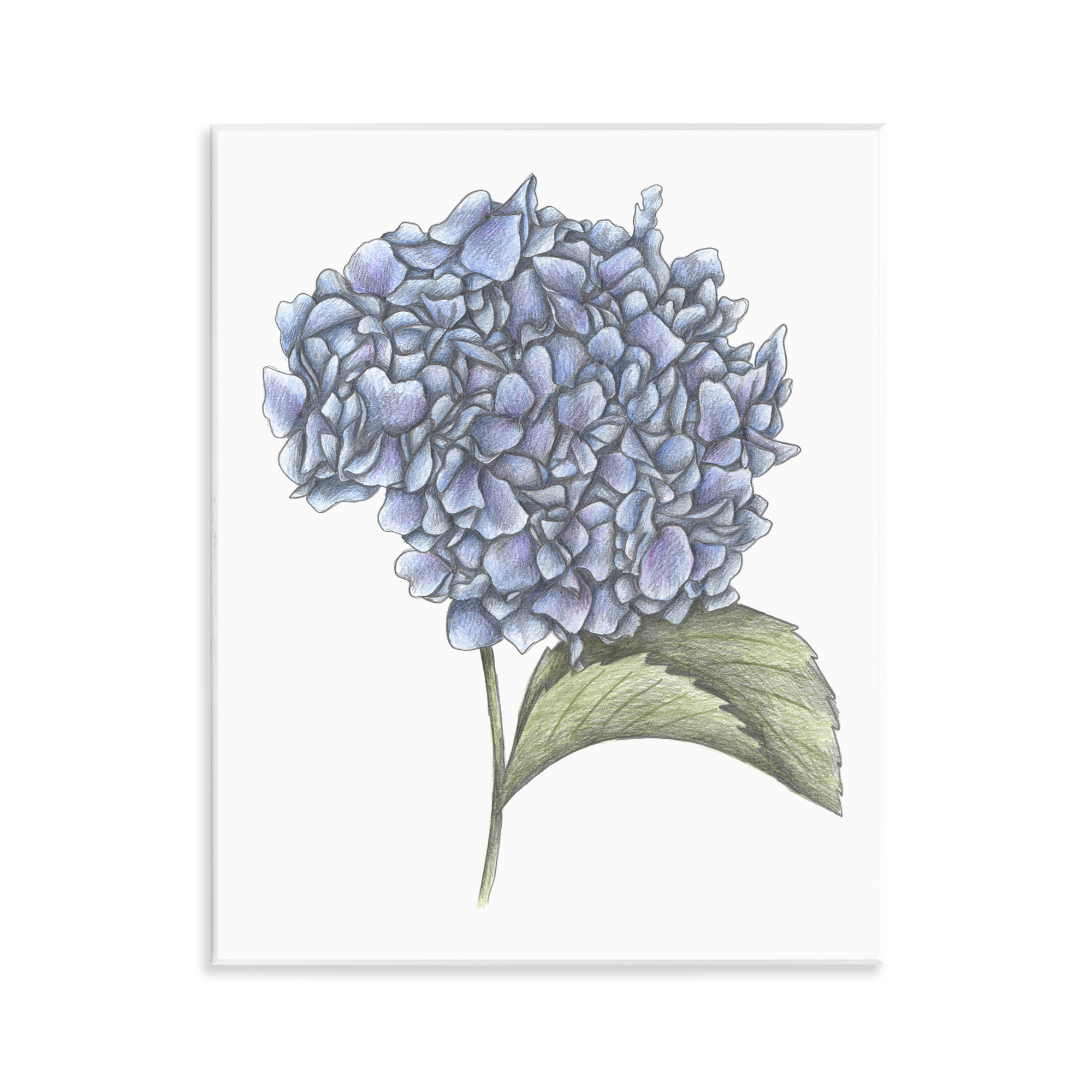 Hydrangea Sketch Blossom Wall Plaque Art, design by Cecilia Battaini