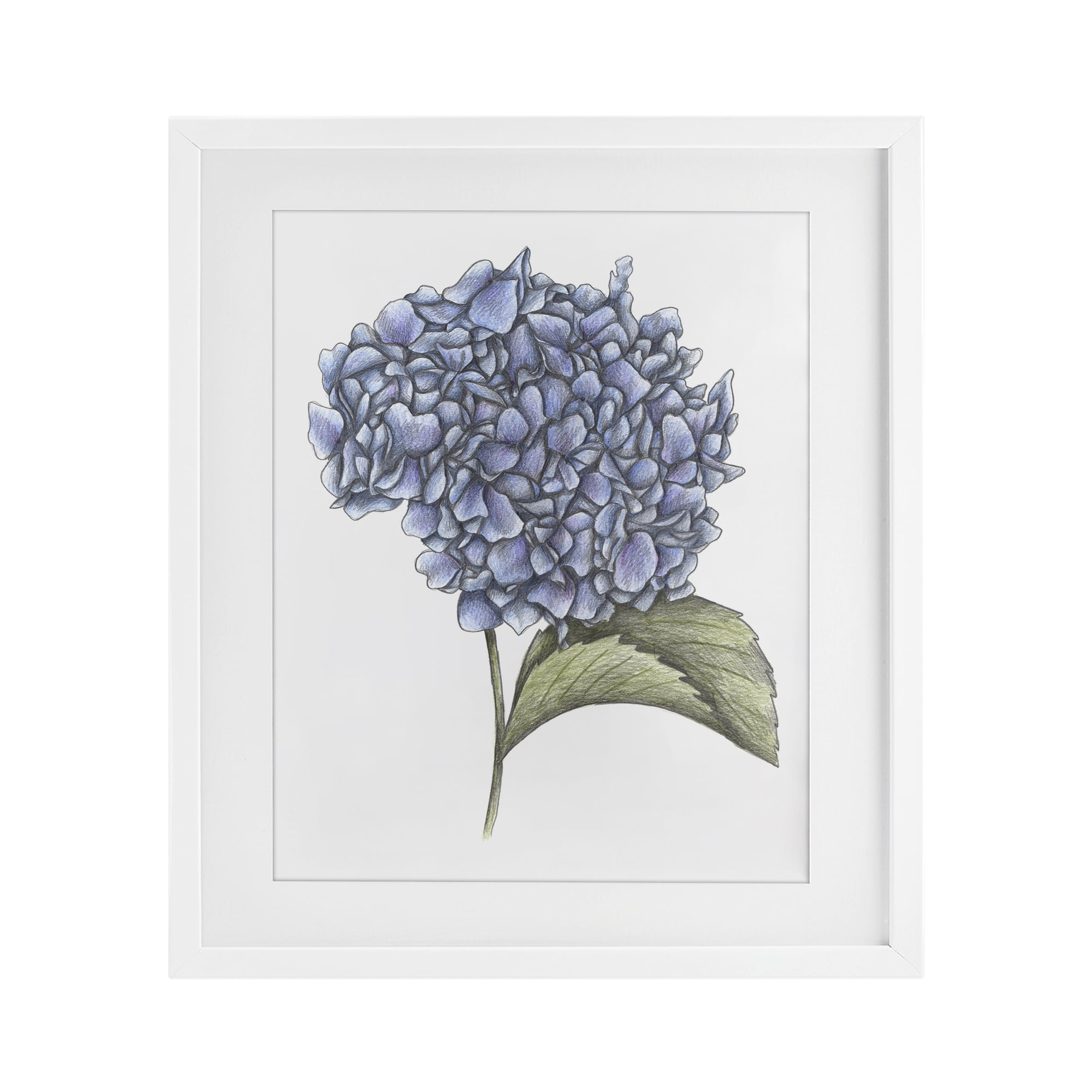 Hydrangea Sketch Blossom White Framed Print Under Glass, design by Cecilia Battaini
