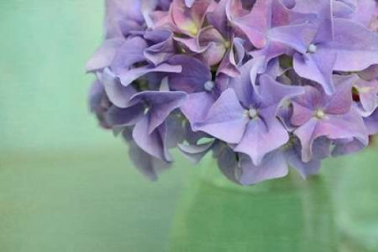 Hydrangea Still Life Canvas Art - Cora Niele (24 x 36)