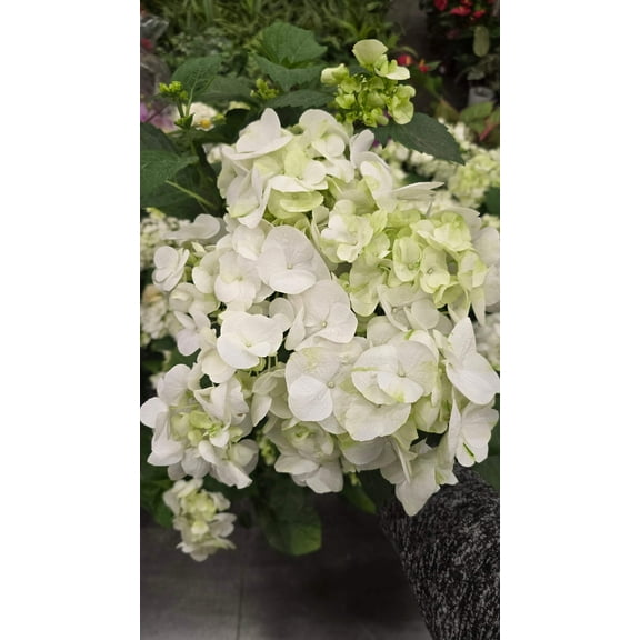 Hydrangea White, Christmas gifts in 6 inch pot- Get Similar