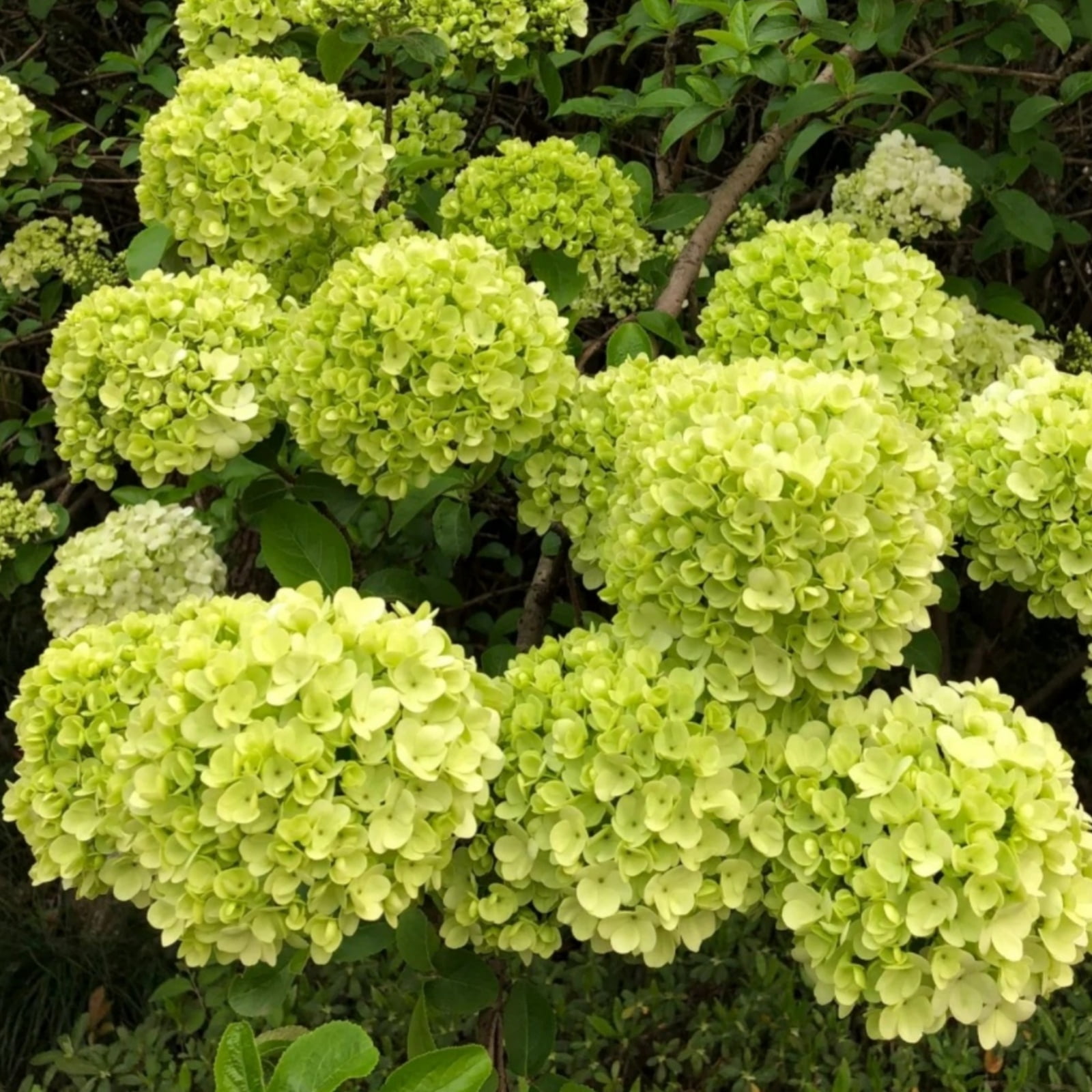 Hydrangea bulbs, fast growth, easy planting, beautify the garden ...